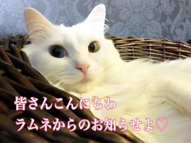 20190414135037504.jpg
