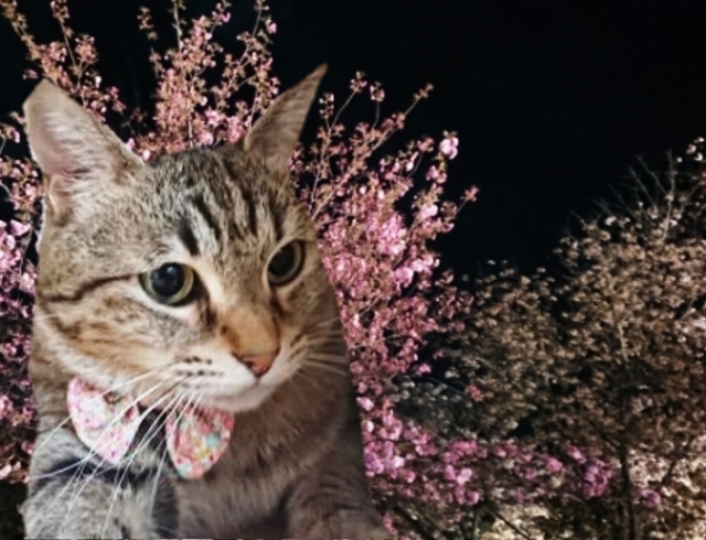 20190414145741526.jpg