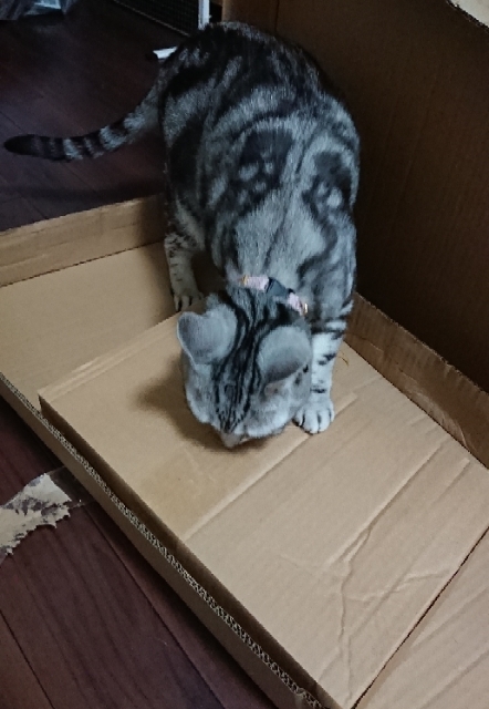20190514050448740.jpg