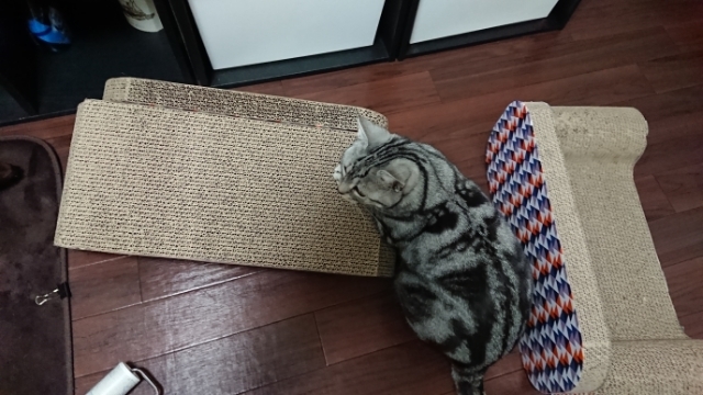 20180126073306545.jpg