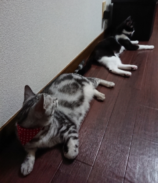 20180726065532745.jpg