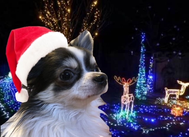 20181219222525775.jpg