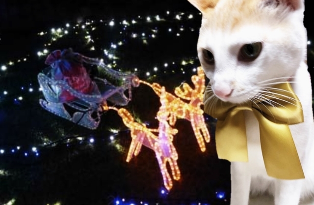 20181224135504151.jpg
