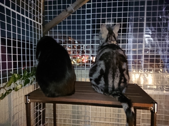 20190310065324944.jpg