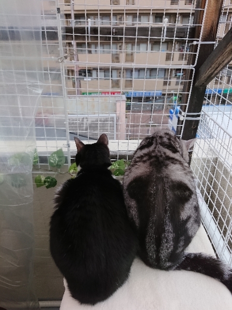 20190310070525616.jpg