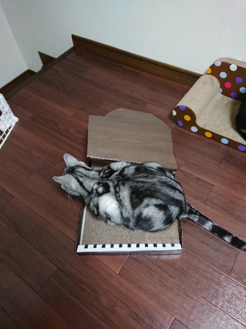 20190311222148764.jpg