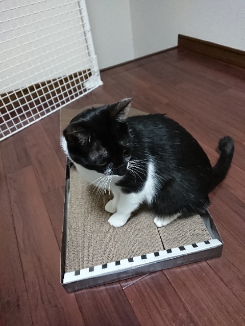 20190311223639559.jpg
