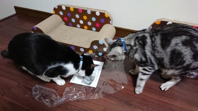20190320130322341.jpg