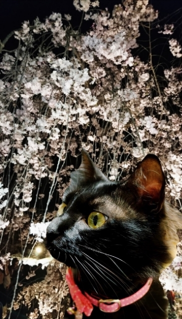 20190413110325155.jpg