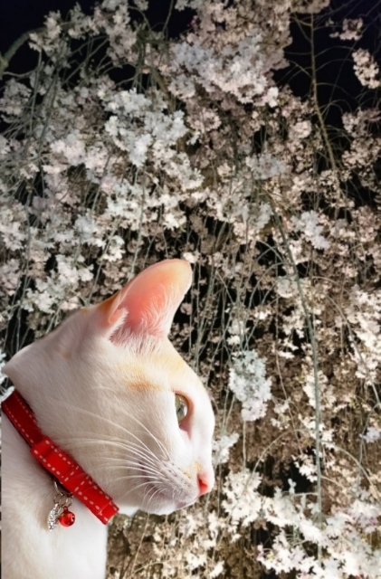 20190413110341215.jpg