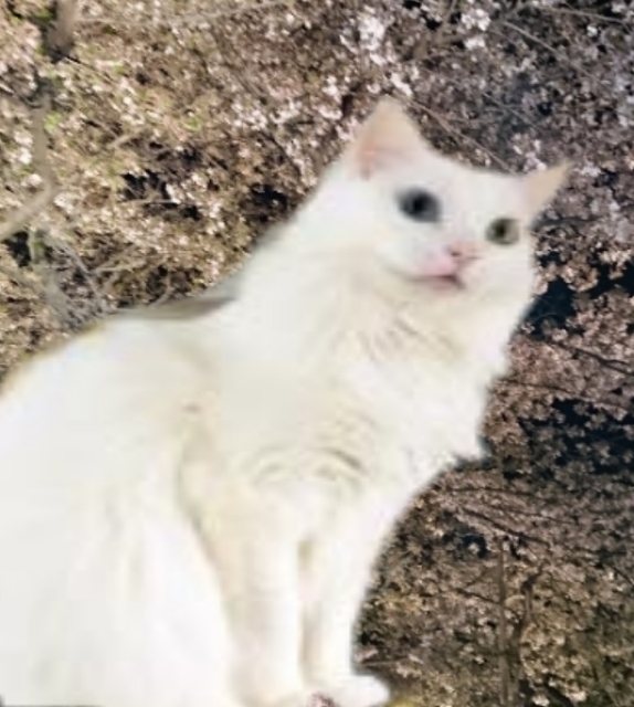 20190416203307930.jpg