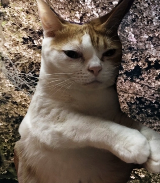 20190416210705777.jpg