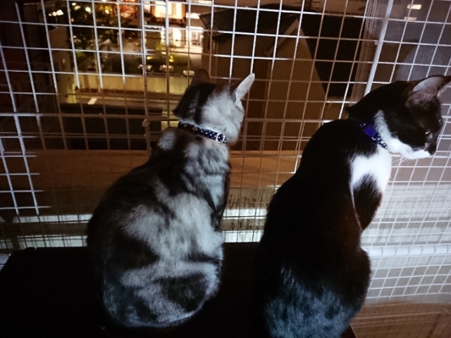 20190424212053503.jpg