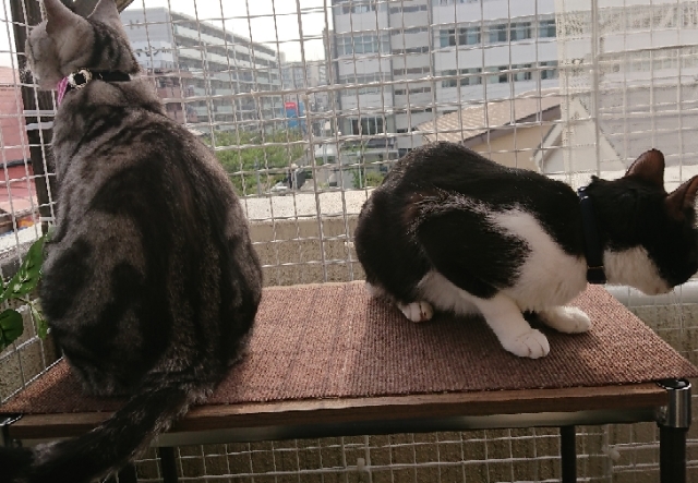 20190425074251282.jpg