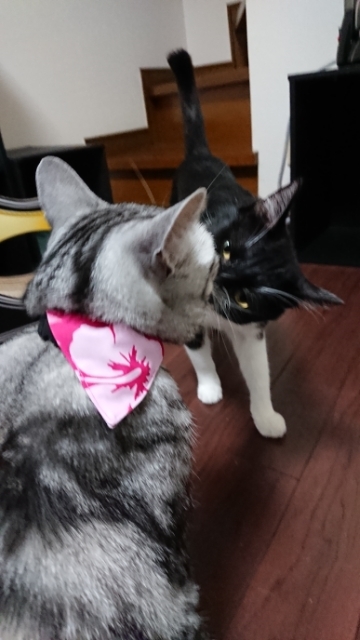 20190824205249091.jpg